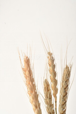 مجموعة من نباتات القمح على خلفية بيضاء