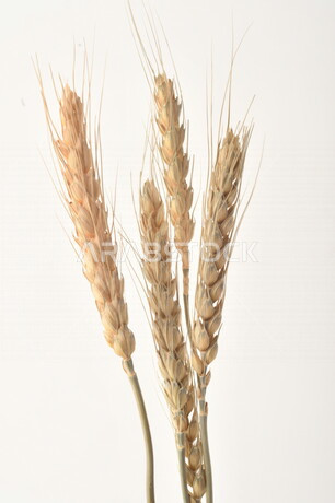 مجموعة من نباتات القمح على خلفية بيضاء