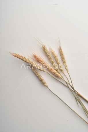 Set of wheat plants on a white background