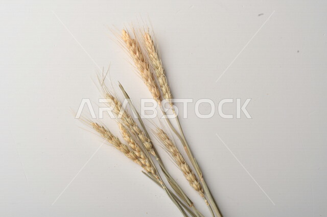 مجموعة من نباتات القمح على خلفية بيضاء