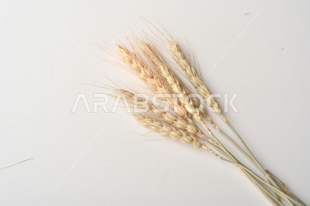 مجموعة من نباتات القمح على خلفية بيضاء