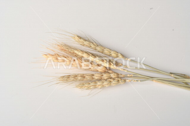 مجموعة من نباتات القمح على خلفية بيضاء