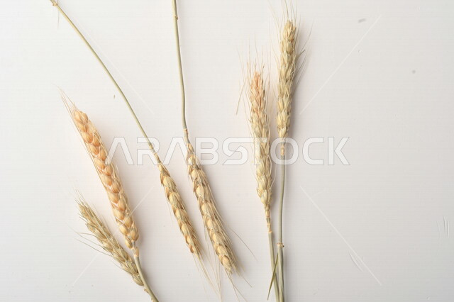 مجموعة من نباتات القمح على خلفية بيضاء