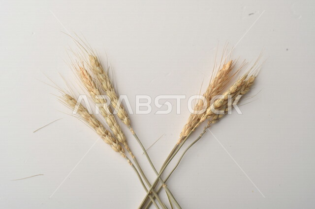 مجموعة من نباتات القمح على خلفية بيضاء