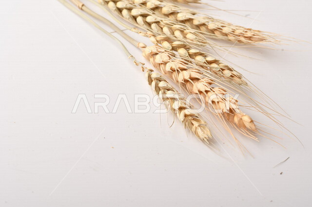 مجموعة من نباتات القمح على خلفية بيضاء