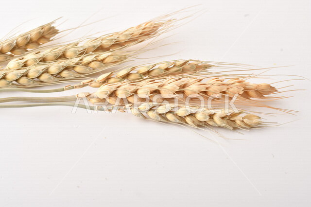 مجموعة من نباتات القمح على خلفية بيضاء