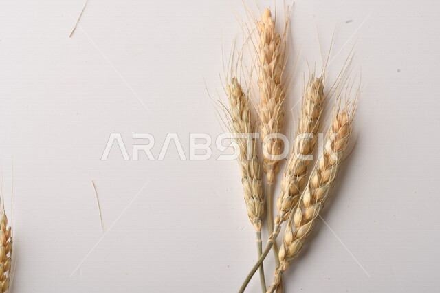 مجموعة من نباتات القمح على خلفية بيضاء