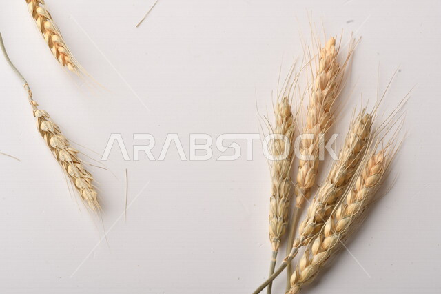 مجموعة من نباتات القمح على خلفية بيضاء