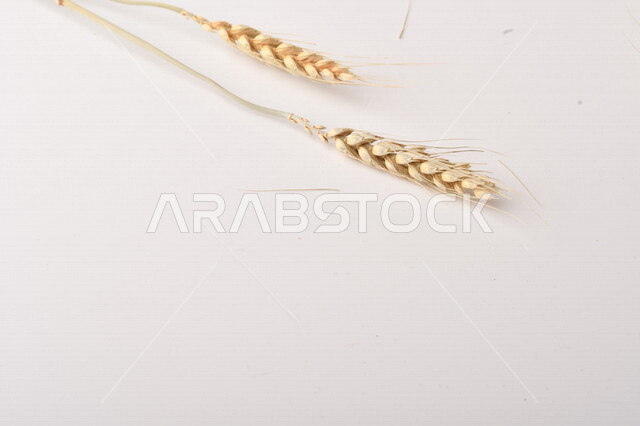 مجموعة من نباتات القمح على خلفية بيضاء