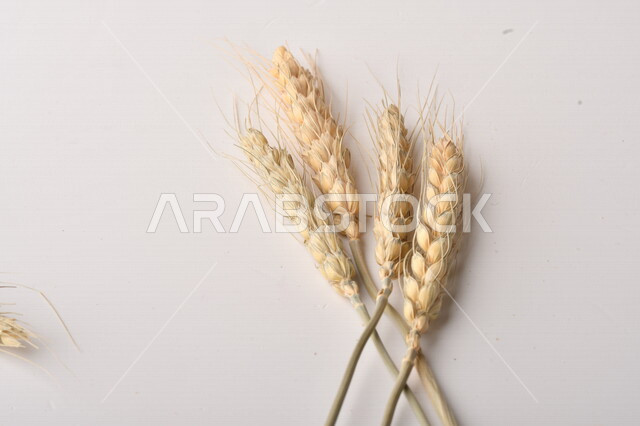 مجموعة من نباتات القمح على خلفية بيضاء