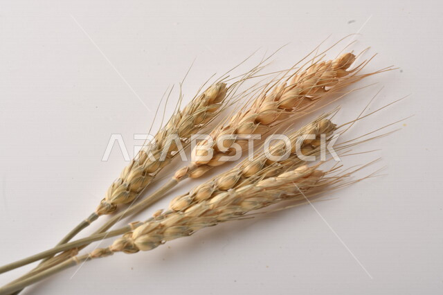 مجموعة من نباتات القمح على خلفية بيضاء
