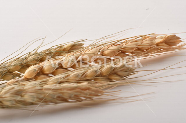 مجموعة من نباتات القمح على خلفية بيضاء