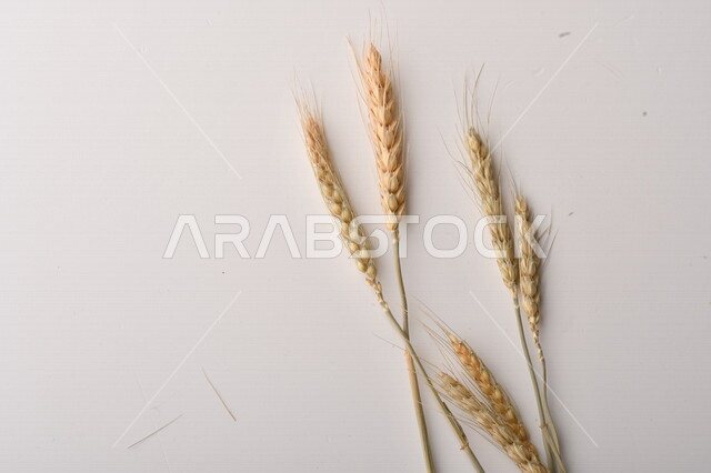 مجموعة من نباتات القمح على خلفية بيضاء