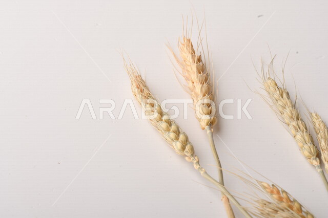 مجموعة من نباتات القمح على خلفية بيضاء