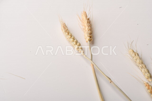 مجموعة من نباتات القمح على خلفية بيضاء