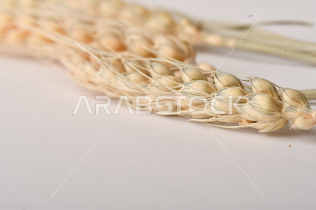 مجموعة من نباتات القمح على خلفية بيضاء