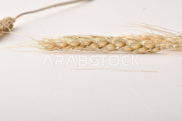 مجموعة من نباتات القمح على خلفية بيضاء