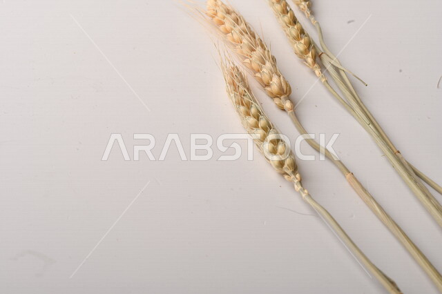 مجموعة من نباتات القمح على خلفية بيضاء