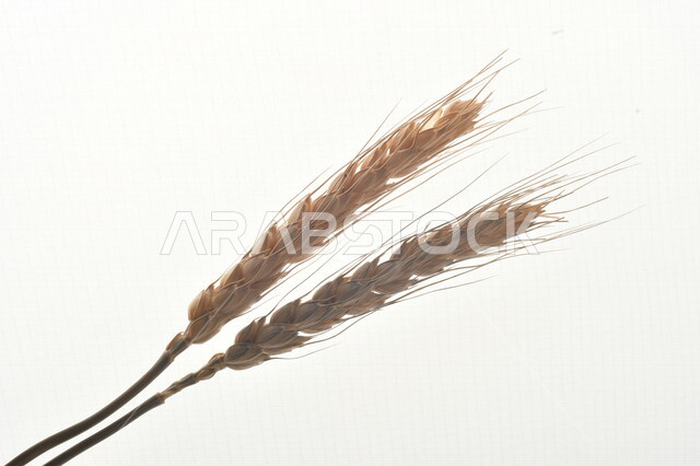 مجموعة من نباتات القمح على خلفية بيضاء