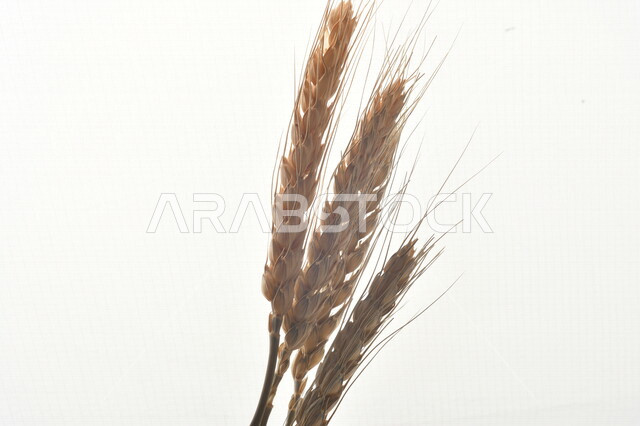مجموعة من نباتات القمح على خلفية بيضاء