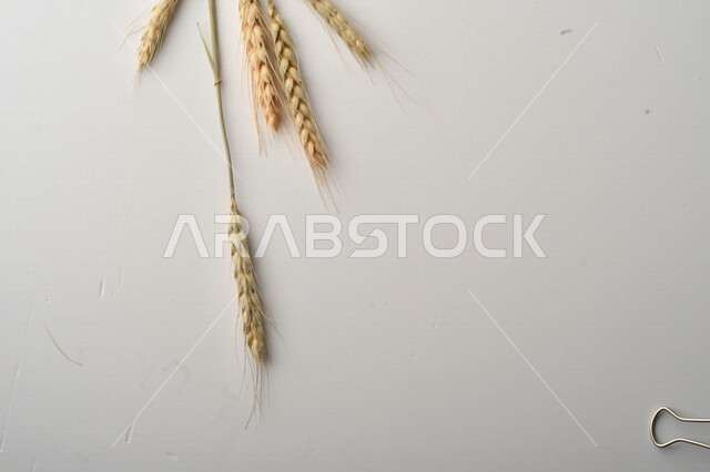 مجموعة من نباتات القمح على خلفية بيضاء