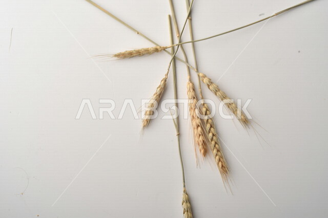 مجموعة من نباتات القمح على خلفية بيضاء