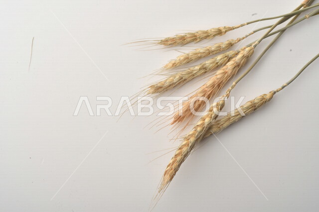 مجموعة من نباتات القمح على خلفية بيضاء