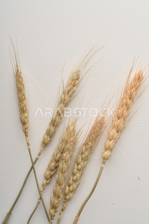 مجموعة من نباتات القمح على خلفية بيضاء