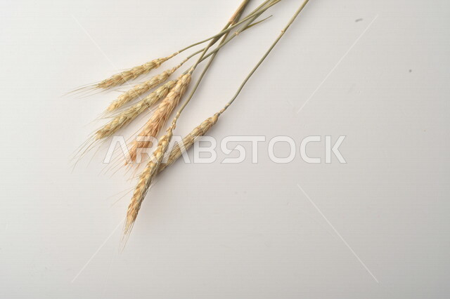 مجموعة من نباتات القمح على خلفية بيضاء