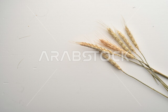 مجموعة من نباتات القمح على خلفية بيضاء