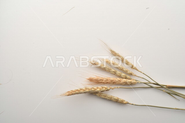 مجموعة من نباتات القمح على خلفية بيضاء