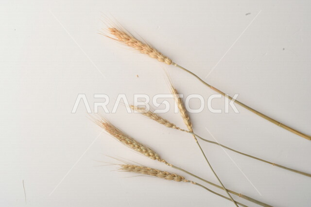 مجموعة من نباتات القمح على خلفية بيضاء