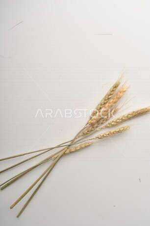 مجموعة من نباتات القمح على خلفية بيضاء