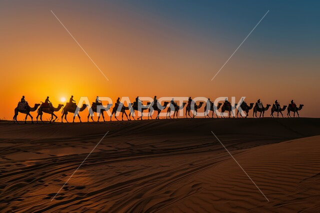 تشكلات الرمال الذهبية في الخليج العربي, تربية الإبل في المحميات الطبيعية بالمناطق الصحراوية, نوق أصيلة تتنقل على الكثبان الرملية في صحاري المملكة العربية السعودية, قافلة من الجمال تسير في الصحراء