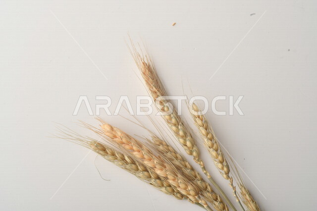 مجموعة من نباتات القمح على خلفية بيضاء