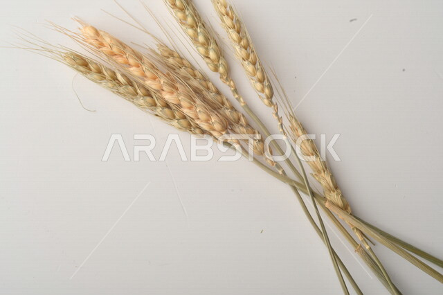 مجموعة من نباتات القمح على خلفية بيضاء