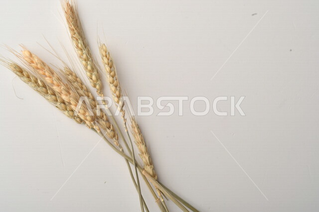 مجموعة من نباتات القمح على خلفية بيضاء