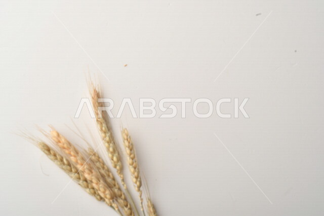 مجموعة من نباتات القمح على خلفية بيضاء