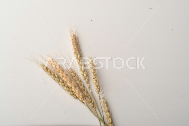 مجموعة من نباتات القمح على خلفية بيضاء