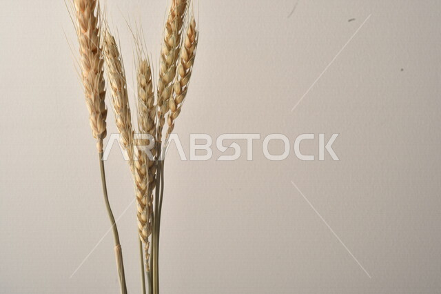 مجموعة من نباتات القمح على خلفية بيضاء
