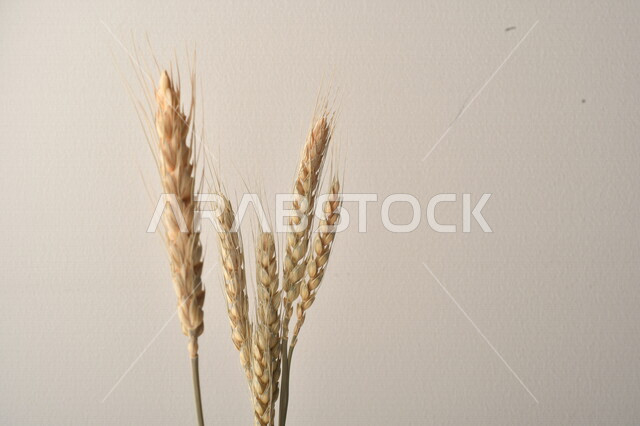 مجموعة من نباتات القمح على خلفية بيضاء