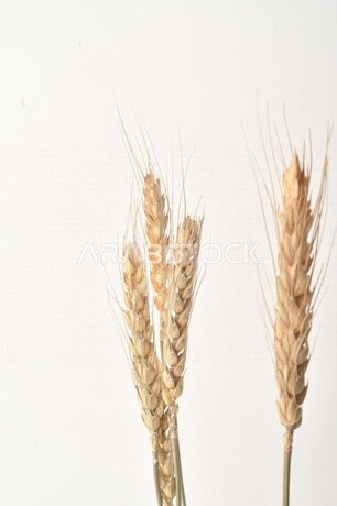 مجموعة من نباتات القمح على خلفية بيضاء