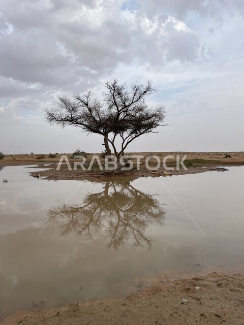نمو الأشجار والنباتات البرية  في المناطق الصحراوية, شجرة وسط الأماكن الطبيعية بالقرب من بحيرة ماء صغيرة في المملكة العربية السعودية، منظر السماء الزرقاء المليئة بالغيوم, خلفية الطبيعه