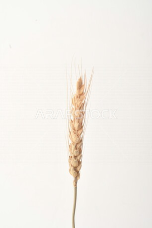مجموعة من نباتات القمح على خلفية بيضاء