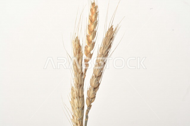 مجموعة من نباتات القمح على خلفية بيضاء