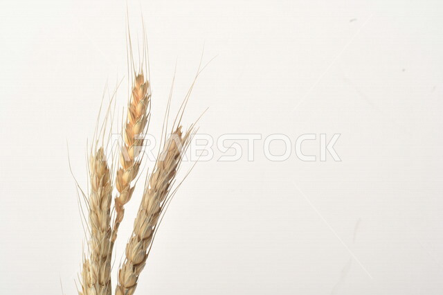 مجموعة من نباتات القمح على خلفية بيضاء