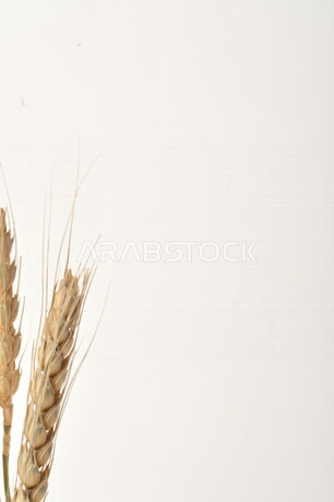 مجموعة من نباتات القمح على خلفية بيضاء