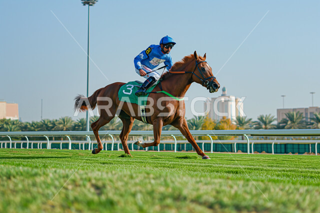 انشطة ترفيهية ممتعة, شاب عربي سعودي خليجي  يمتطي خيل عربي اصيل ويرتدي زي الفروسية, تربية الخيول في المملكة، هواية ركوب الخيل, مزرعة تدريب وترويض الخيول في السعودية ، نادي الفروسية 