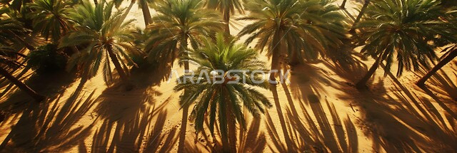 محمية طبيعية لزراعة أشجار النخيل, منتجات ومحاصيل محلية وطنية, موسم الحصاد وجني التمور, المزراع والحقول والاراضي الزراعية في المناطق الصحراوية, المناظر الطبيعية المتميزة في المملكة العربية السعودية وقت النهار