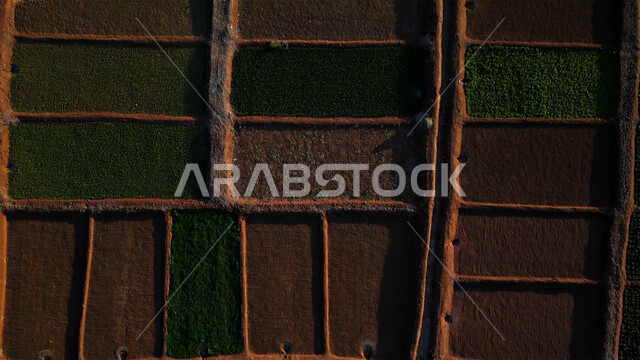 البيئة الصحراوية والتضاريس في المملكة العربية السعودية, التلال والرمال الذهبية الناعمة, التشكيلات الرملية في البيئة الصحراء, معالم سياحية طبيعة مشهورة, الأشجار والنباتات الخضراء, أماكن رحلات السفاري الممتعة